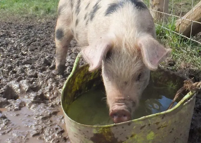 Bed & Breakfast Johnby Hall 4*